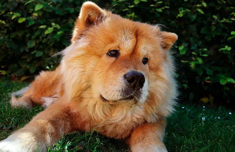 Chow-Chow