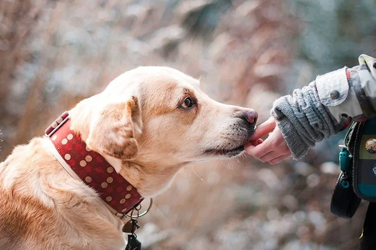 perro-recibiendo-una-chuchería-como-premio