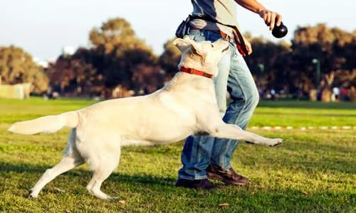 jugar con perro en la calle