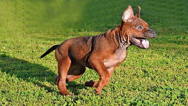 cachorro de Chongqing