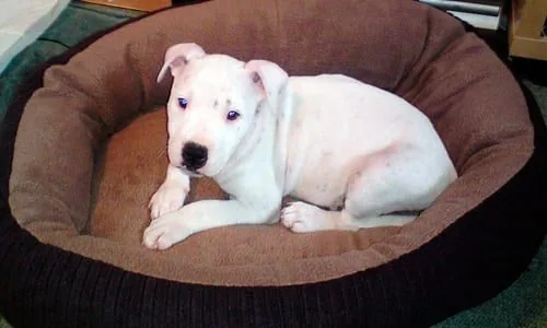 cachorro en cama
