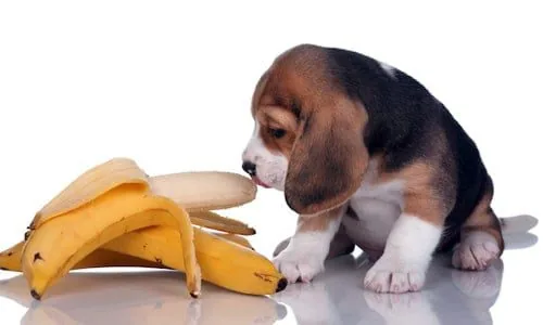 cachorro comiendo