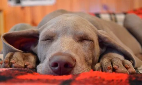 perro-durmiendo