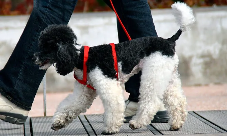perro-paseando-por-la-ciudad