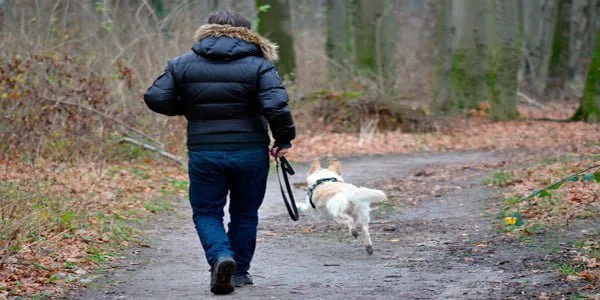 Perro paseando con su dueño por el bosque