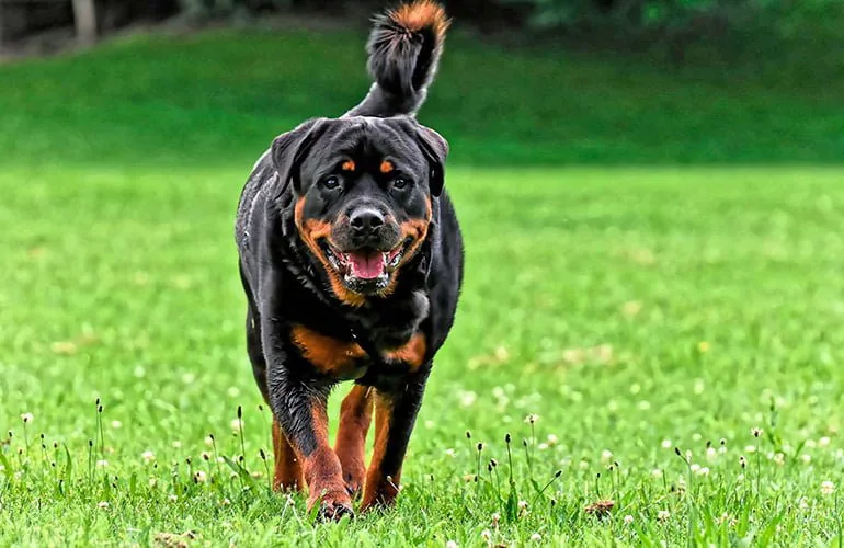 perro-rottweiler