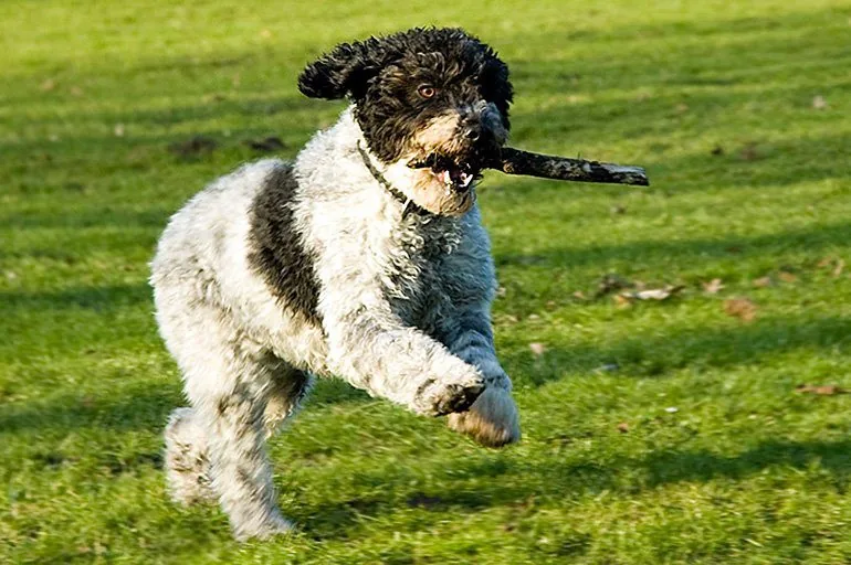 perro-de-agua-español