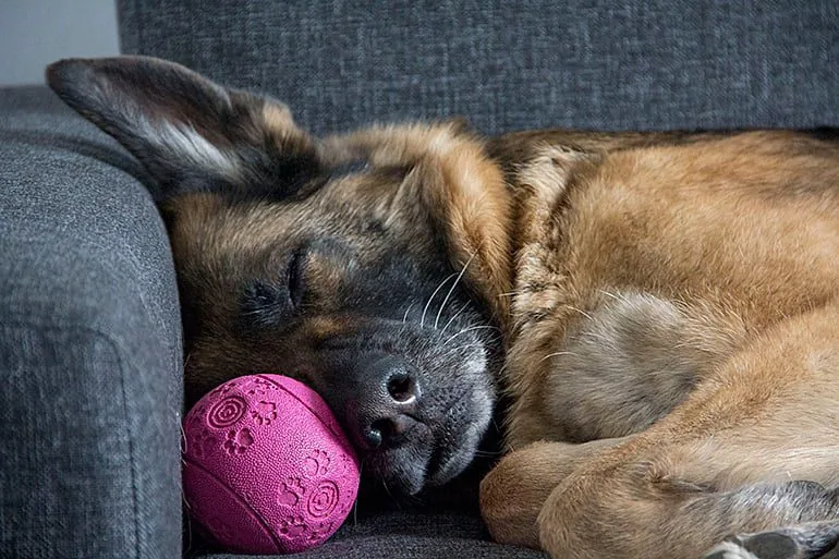 perro-durmiendo-en-el-sofá