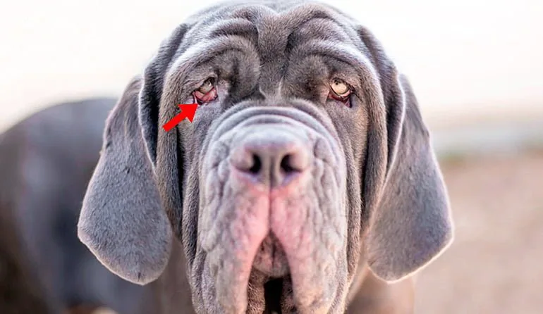 mastiff-con-problemas-de-ectropión