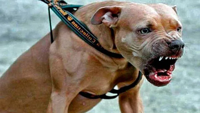 Perro Pitbull mostrando agresividad