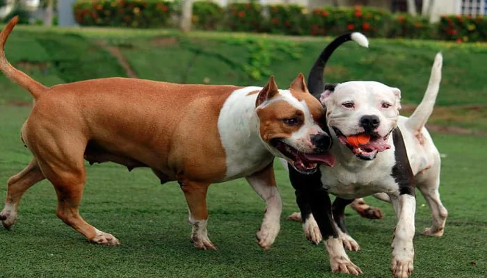 perros pitbull socializandose