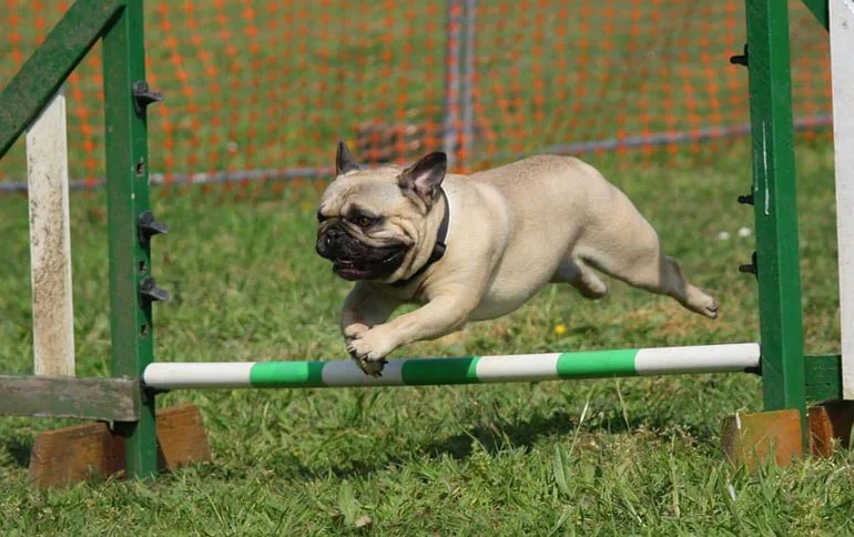 pug-sufriendo-una-caida-y-Legg-Calvé-Perthes