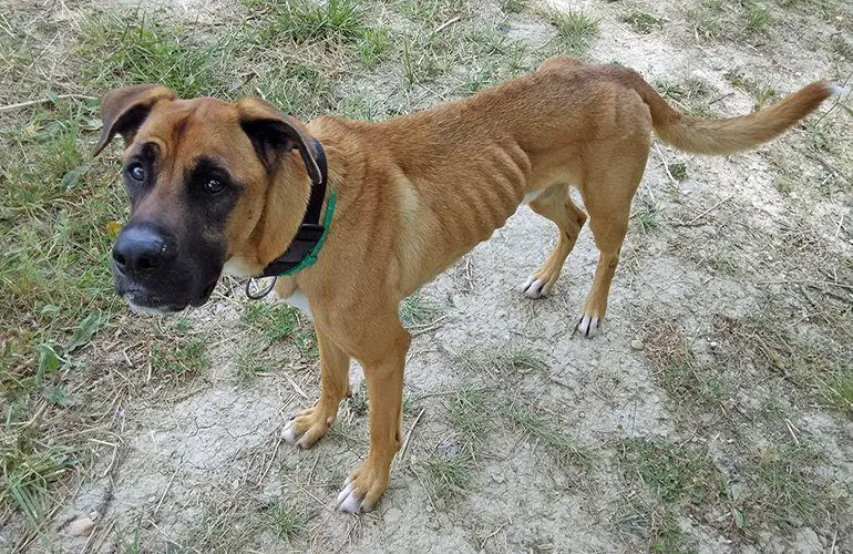 perro-muy-delgado-con-las-costillas-marcadas