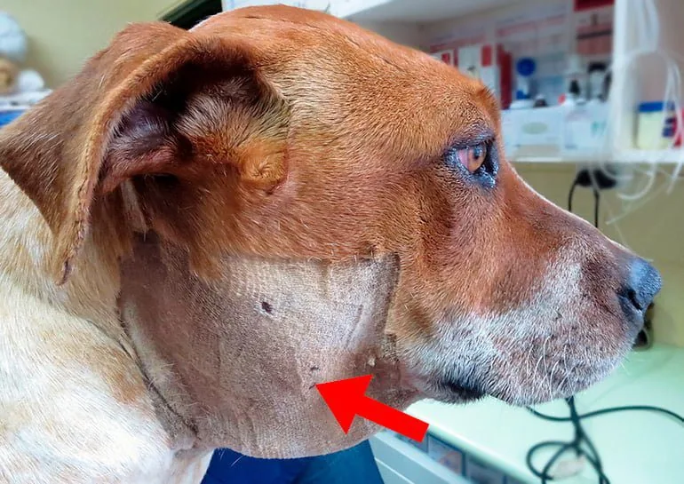 perro-con-un-bulto-grande-en-el-cuello