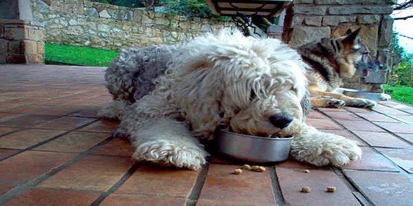 perro comiendo