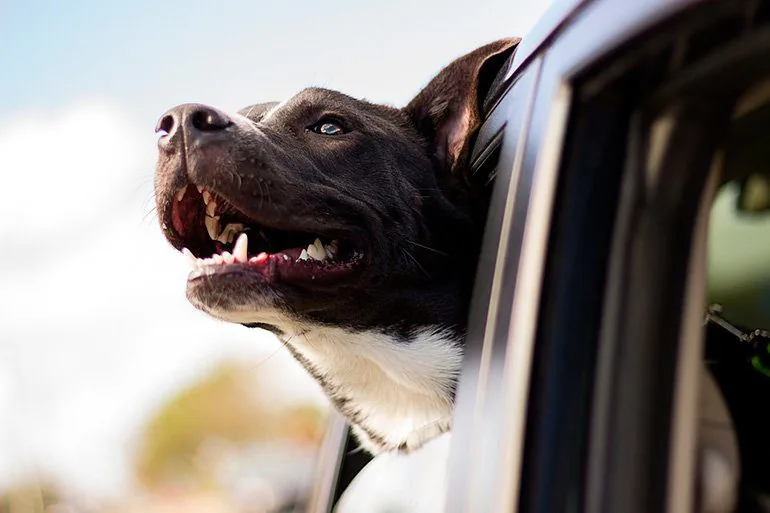 perro-viajando-en-coche-con-la-cabeza-sacada-por-la-ventanilla
