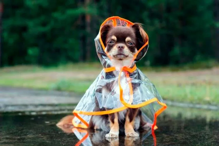 perro-con-un-chubasquero-puesto