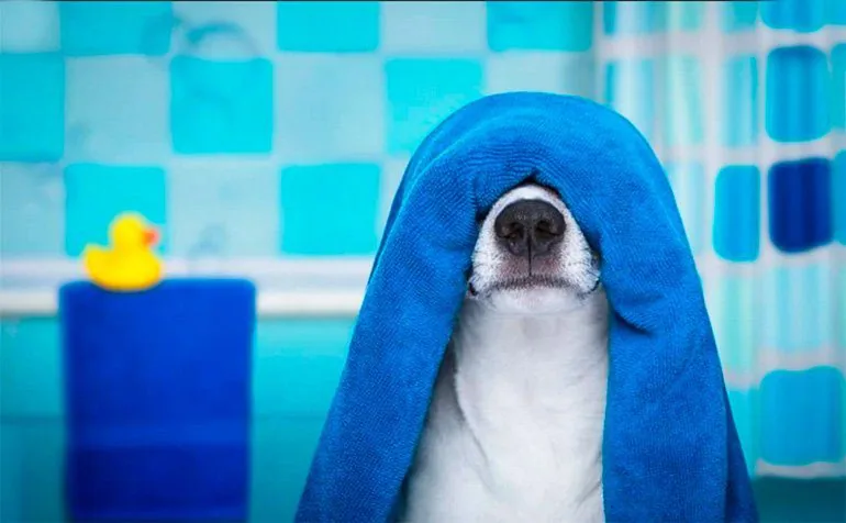 perro-con-una-toalla