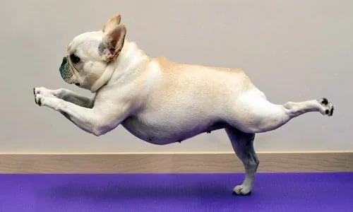 perro corriendo llama la atención