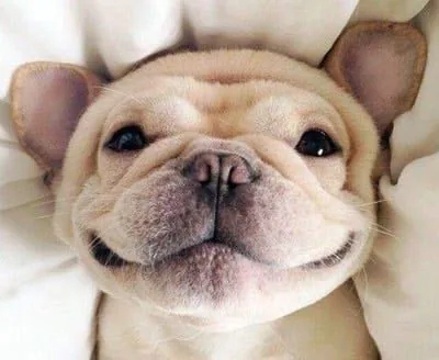 perro feliz con su comida