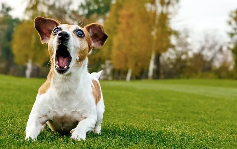 perro-ladrando-y-moviendo-la-cola
