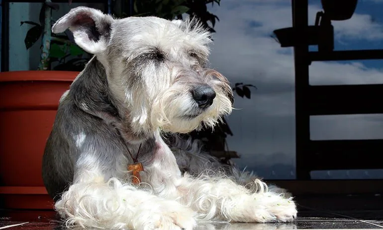 perro-durmiendo-bajo-el-sol