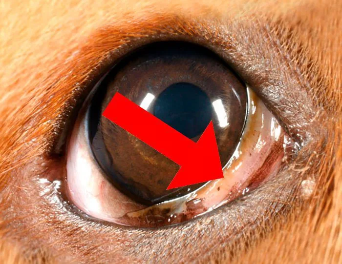 tercer-párpado-en-un-perro
