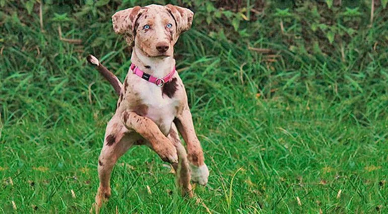 perro-leopardo-de-america