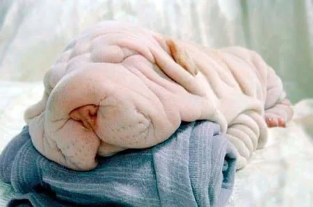 perro con arrugas