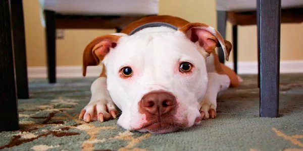 perro escondido