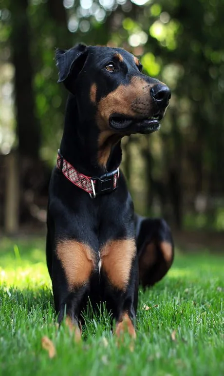 doberman