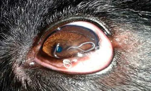 thelazia en ojo de perro