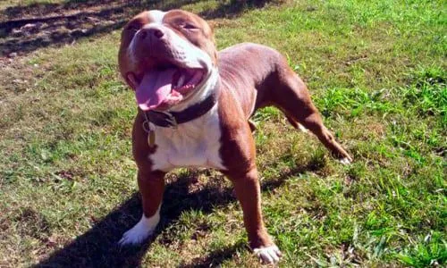 tex mex pitbull