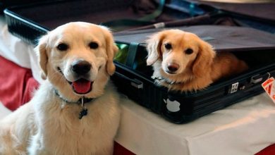 viajar con perro