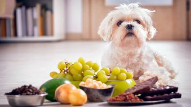 alimentos toxicos para los perros