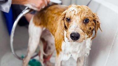 perro mojado en la bañera