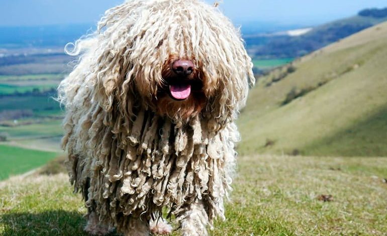 perro puli de pelo blanco en la montaña