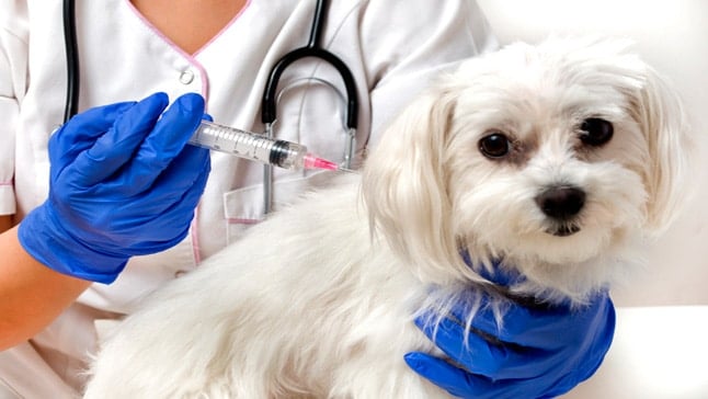 perro podiendose vacuna