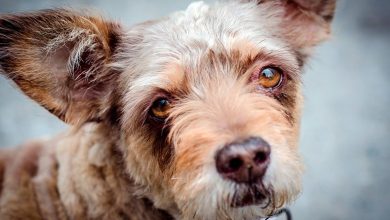 perro diagnosticado de epilepsia con la mirada perdida