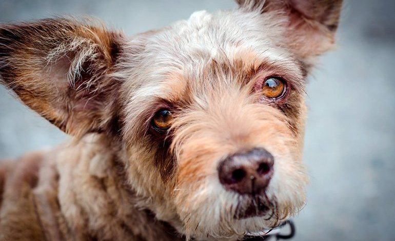 perro diagnosticado de epilepsia con la mirada perdida