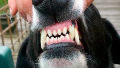 dientes de perro
