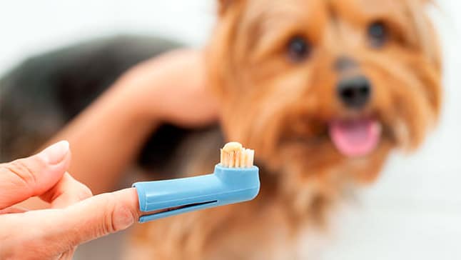 limpiar dientes perro