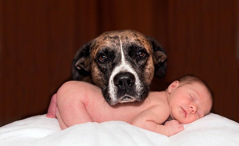 perro junto a bebé humano