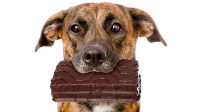 perro con un trozo de chocolate en la boca