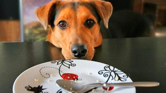 perro mendiga comida