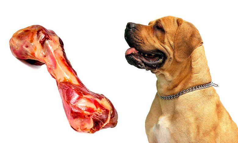 perro mirando un hueso de jamon