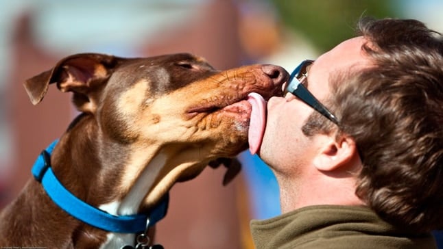 perro besando humano