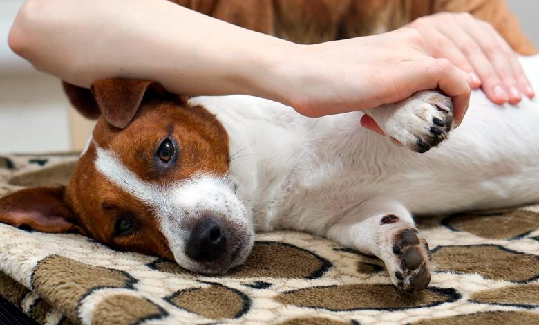 masajeando a un perro con artrosis