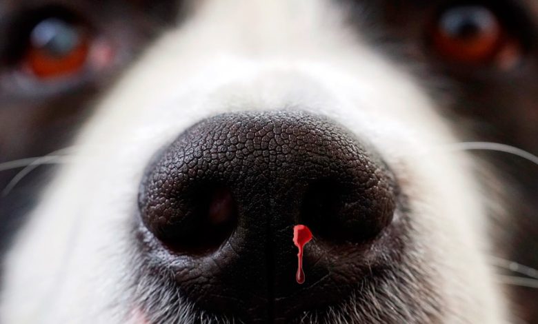 perro con sangre en la nariz
