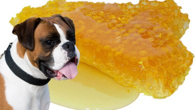 perro junto a panal con miel